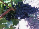 Технический (винный) виноград